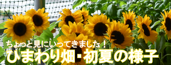 ひまわり畑・初夏の確認