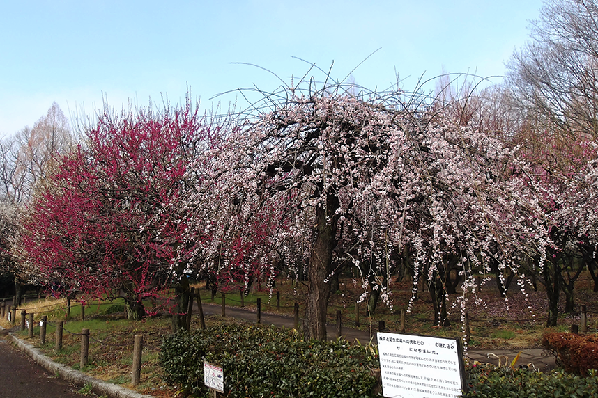 相模原北公園の梅園2