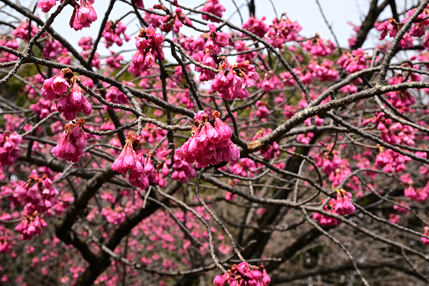 相模原北公園の梅の花