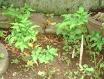 写真：庭先に生えたコンニャク