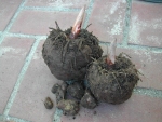 写真：掘り取ったコンニャク芋