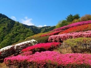 あいかわ公園ツツジ