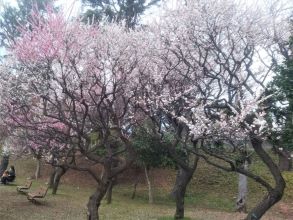 保土ケ谷公園ウメ