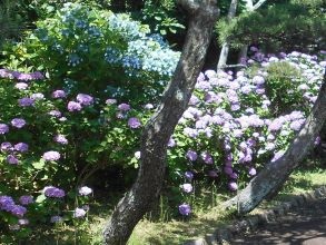 城ケ島公園アジサイ