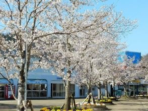 相模湖公園サクラ