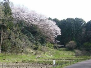 四季の森公園サクラ