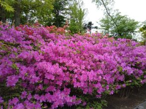 山北つぶらの公園ツツジ