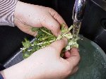 写真：黄色の葉を除きよく洗う