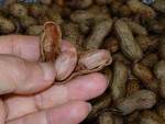 写真：莢を割ってみたところ