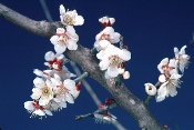 写真：花は白色一重