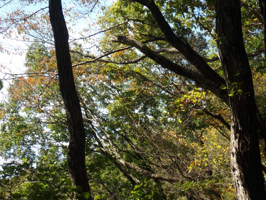 10月21日大蔵里山山の神