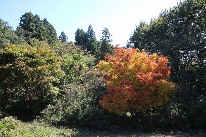 10月23日小仏城山