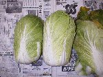 写真：収穫した白菜