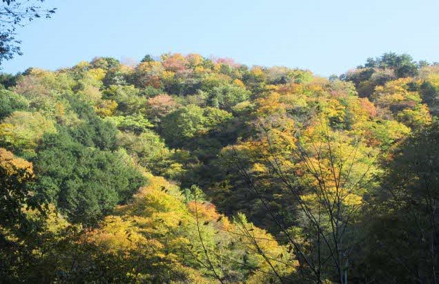 11月3日本谷林道