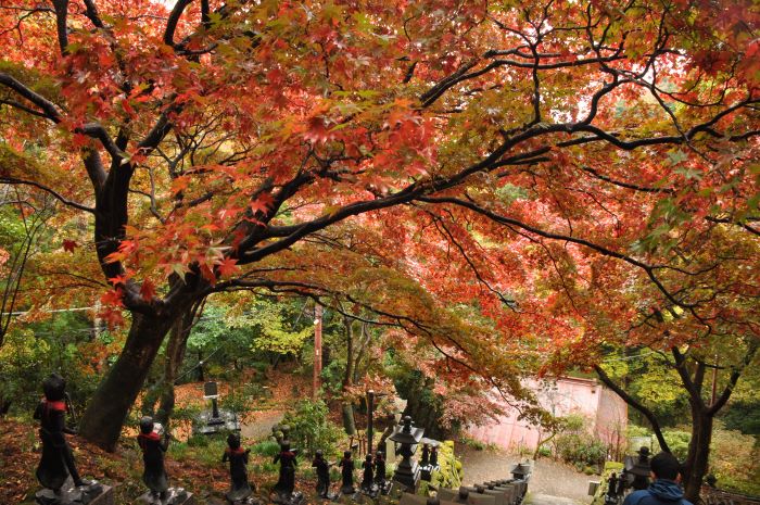 11月15日大山寺