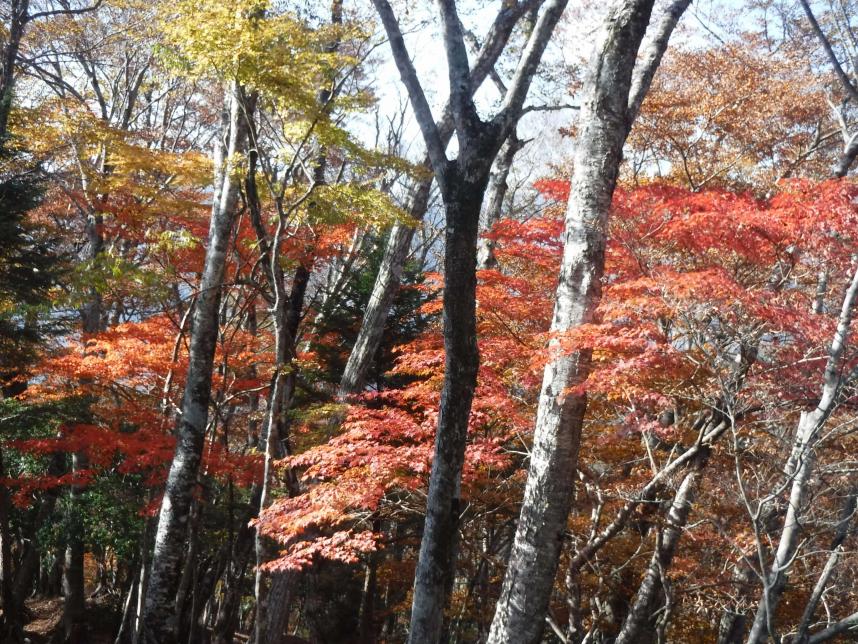 11月8日つつじ新道