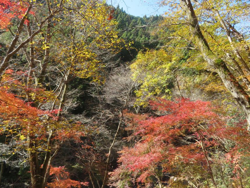 221125権現山（西丹沢）登山口周辺