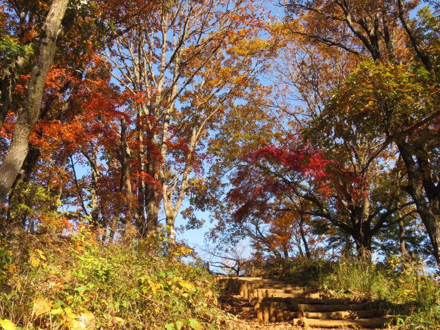 11月4日陣馬山山頂