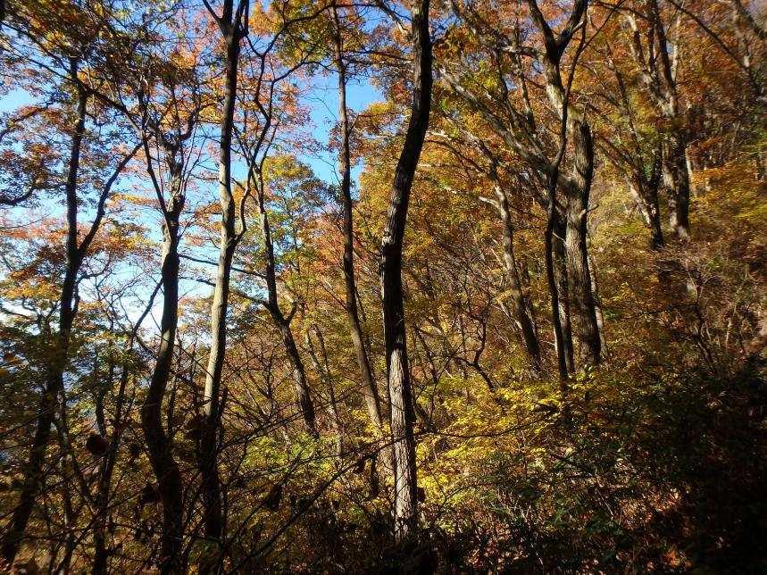 11月16日奈良子峠