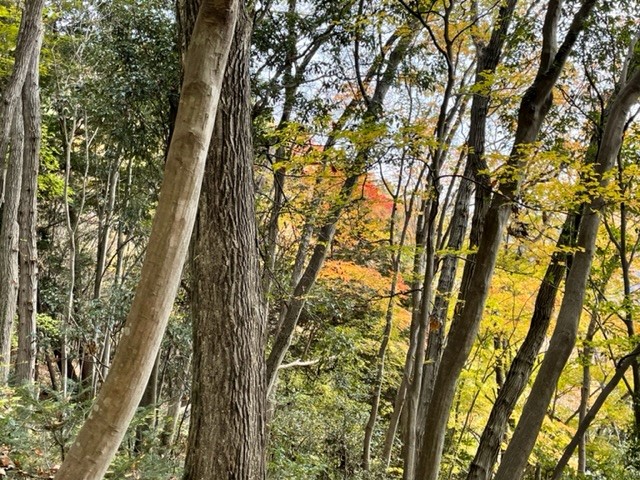 221120陣馬山栃谷尾根標高約400メートル