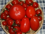 写真：トマトは品種