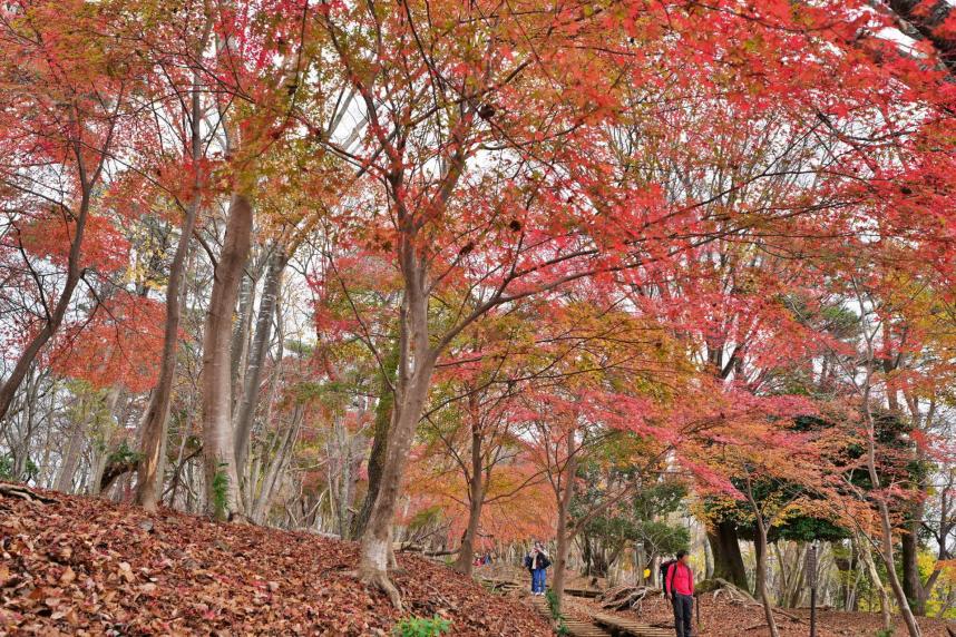 12月3日一本松