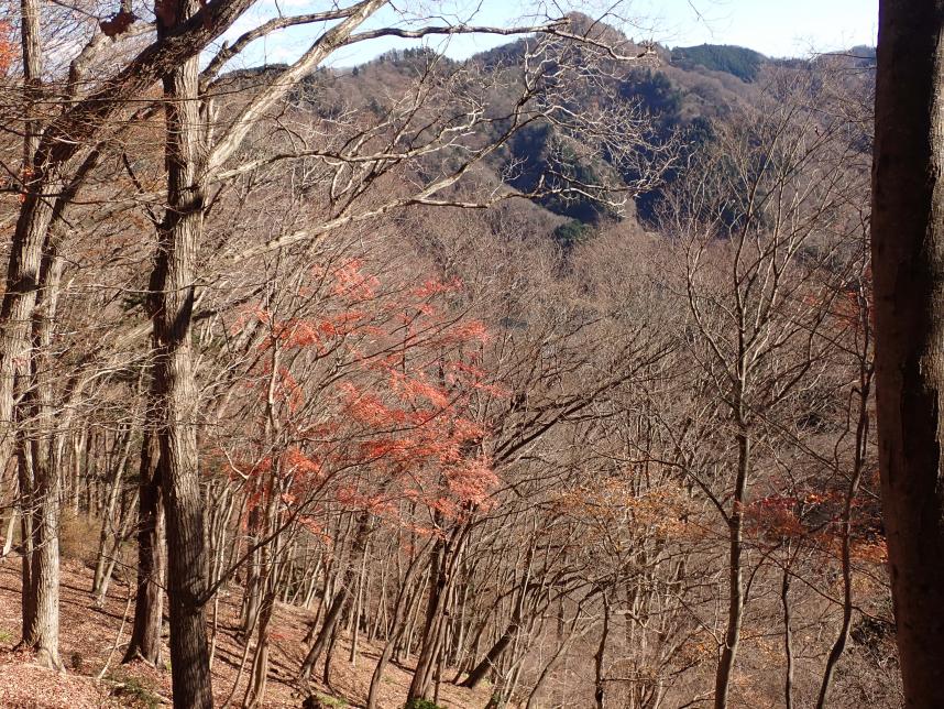 12月14日御殿森ノ頭周辺