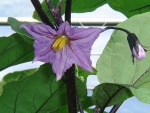 ナスの花の写真