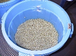 写真:大豆を4倍量以上の水に浸ける