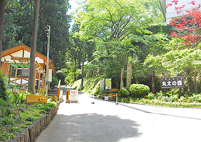 足柄森林公園丸太の森