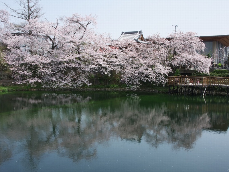 今泉名水桜公園
