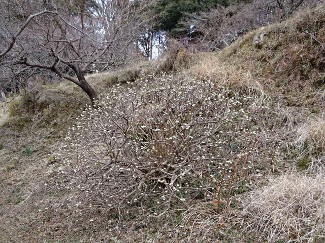 230203日向薬師ミツマタ全景