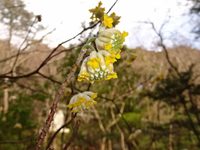 230301大山女坂周辺