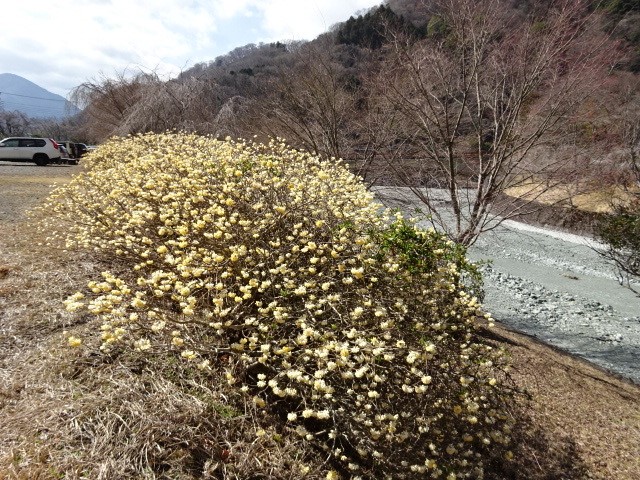 230315丹沢湖のミツマタ