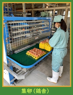 集卵_鶏舎