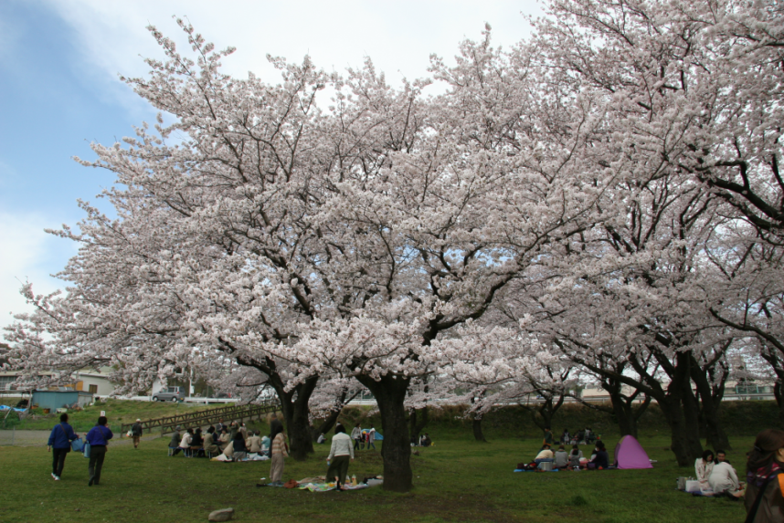 愛川町の桜