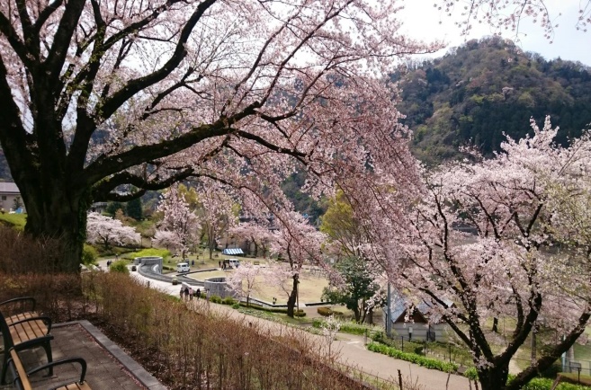 城山の桜