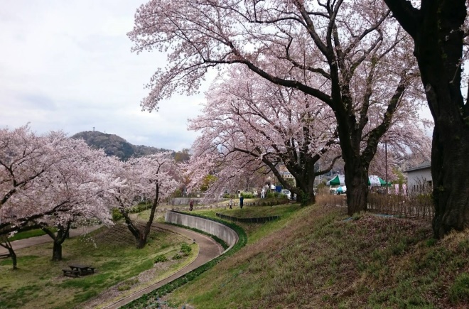 水の苑地の桜