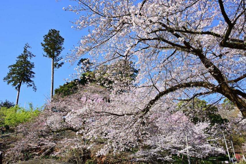 飯山観音長谷寺の桜