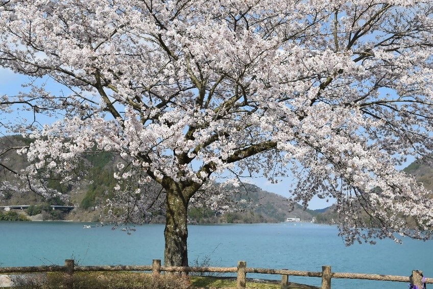 宮ヶ瀬のさくら