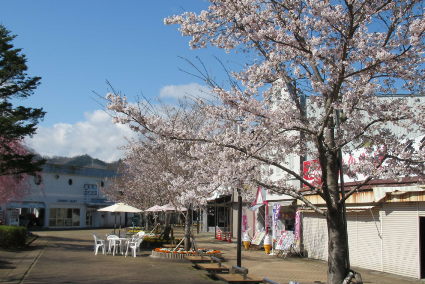 相模湖_桜の名所