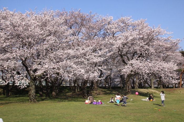 愛川町の桜
