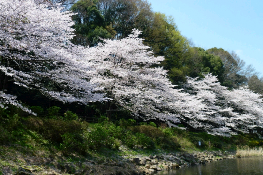 大和市泉の森の桜