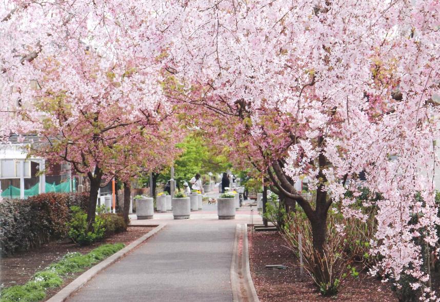 座間市相模が丘の桜