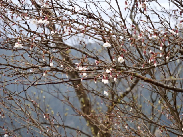 3月21日大山見晴台マメザクラ