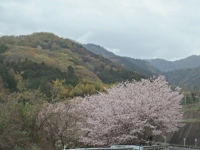 広沢寺温泉周辺のサクラ