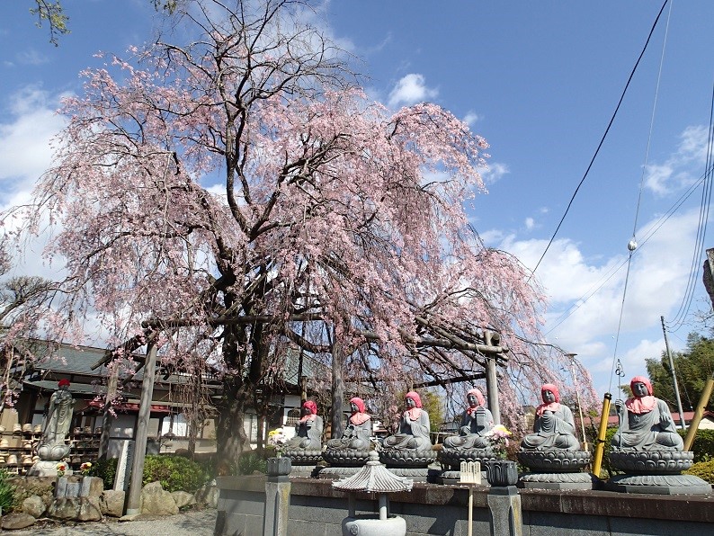 230329太田道灌の墓のサクラ類