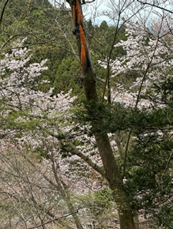 230331辺室山のサクラ類