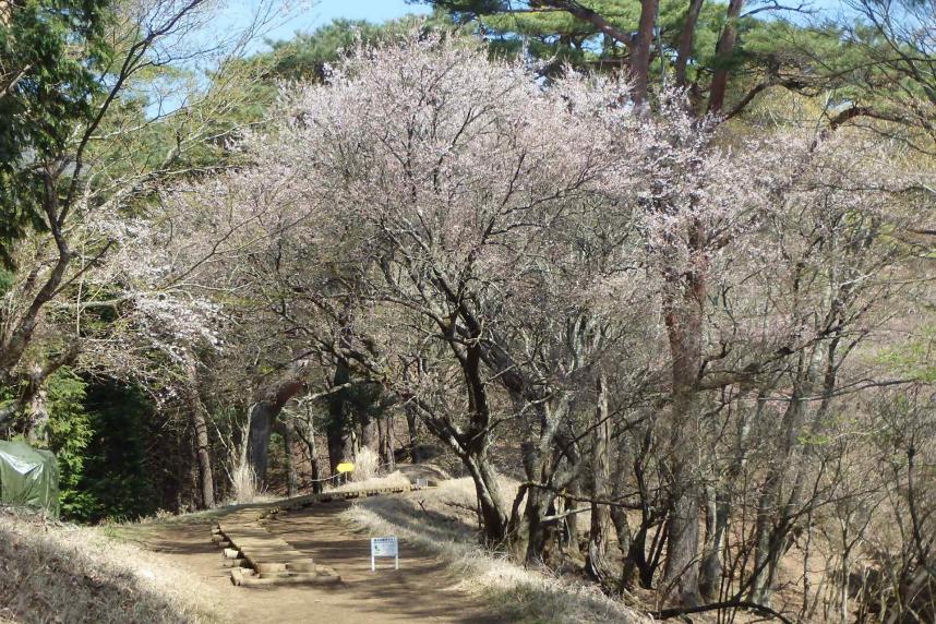 230404大倉尾根標高約800メートル