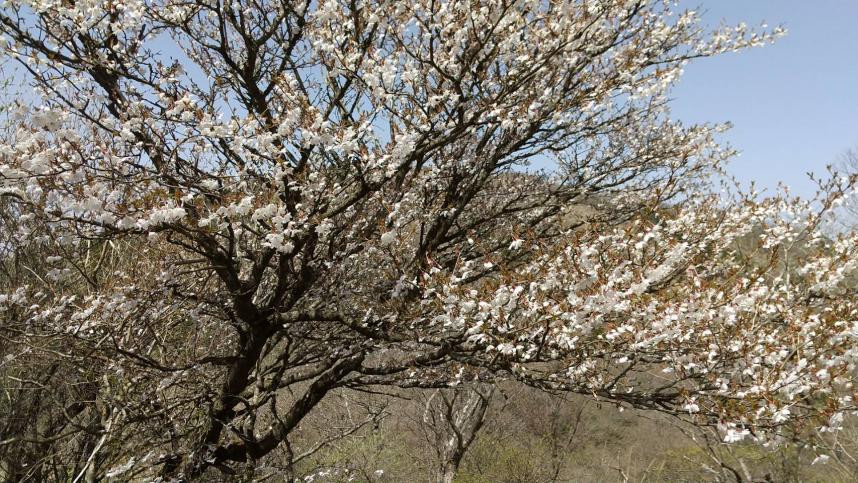 4月11日二ノ塔